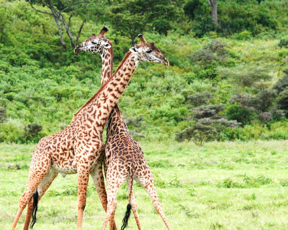 Luxury Serengeti & Kilimanjaro Trekking